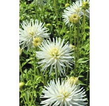 Nahaufnahme von weißen Dahlienblüten im Garten.