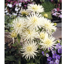 Gruppe von Dahlienblüten im Garten