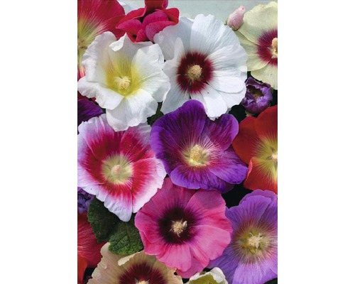 Nahaufnahme von bunten Stockrosenblüten