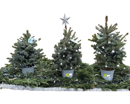 Drei dekorierte Tannenbäume in Töpfen, geschmückt mit Lichtern und Christbaumkugeln