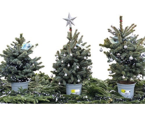 Drei kleine Weihnachtsbäume im Topf mit Dekoration auf Tannengrün