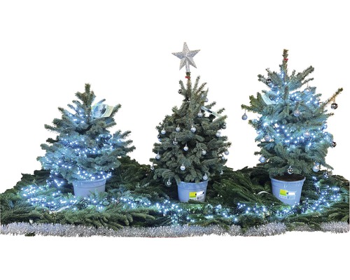 Dekorative Weihnachtsszene mit drei kleinen Weihnachtsbäumen, geschmückt mit Lichtern und Kugeln.