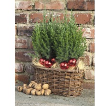 Blauer Kegelwacholder 'Stricta' H 20-40 cm Co 2,5 L Mini Weihnachtsbaum zur Pflanzung geeignet