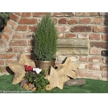 Blauer Kegelwacholder 'Stricta' H 20-40 cm Co 2,5 L Mini Weihnachtsbaum zur Pflanzung geeignet