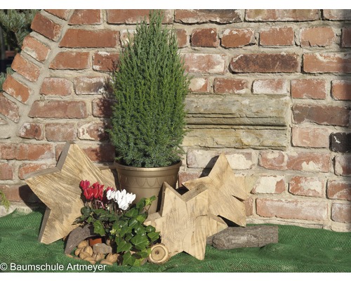 Dekorative Gartenszene mit Zypresse im Topf, Holzsternen und Mauerhintergrund