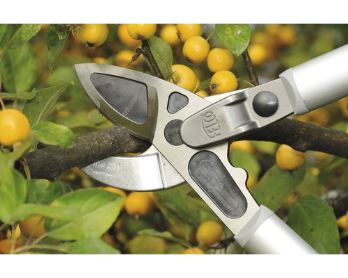 Gartenschere schneidet Ast