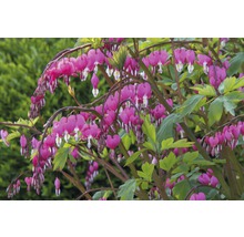 Tränendes Herz Pflanze mit herzförmigen Blüten