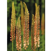 Blumenzwiebel FloraSelf Steppenkerze 'Cleopatra' 1 Stk