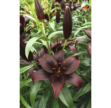 FloraSelf Blumenzwiebel Lilien Asiatic 'Mapira' 2 Stk