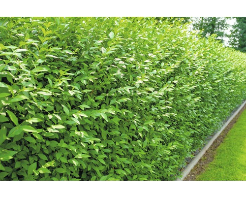 10 x Wintergrüne Liguster FloraSelf Ligustrum vulgare 'Atrovirens' H 40-60 cm Bund ClickCo für 2 Lfm Hecke