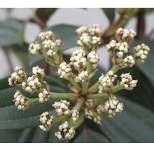 Immergrüner Kissenschneeball FloraSelf Viburnum davidii H 40-50 cm CO 6 L-thumb-2