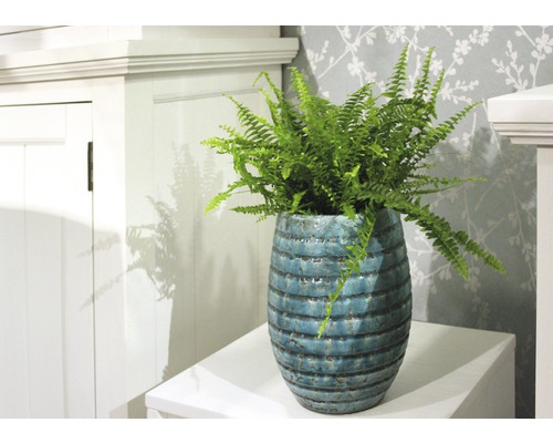 Zimmerpflanze Farn in einem dekorativen Pflanzgefäß