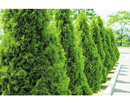 Reihe von Lebensbäumen im Garten