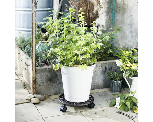 Pflanze im Topf auf Pflanzenroller im Außenbereich