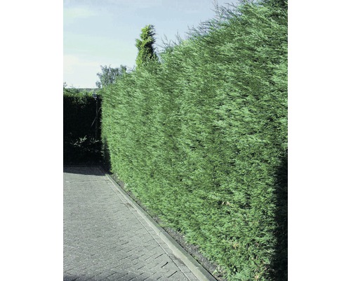 Grüne Hecke entlang eines gepflasterten Weges