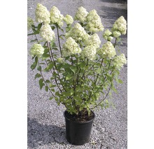 Rispenhortensie FloraSelf Hydrangea paniculata 'Limelight' H 80-100 cm Co 10 L-thumb-0