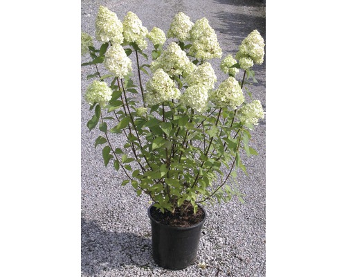 Rispenhortensie FloraSelf Hydrangea paniculata 'Limelight' H 80-100 cm Co 10 L-0