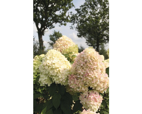 Rispenhortensie im Garten