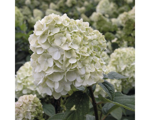 Nahaufnahme einer Ballhortensie im Garten.