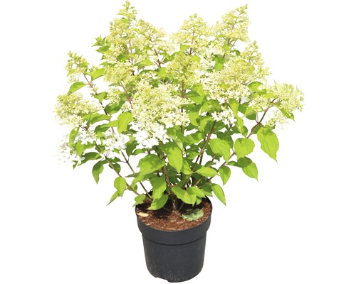 Rispenhortensie im Topf mit weißen Blüten