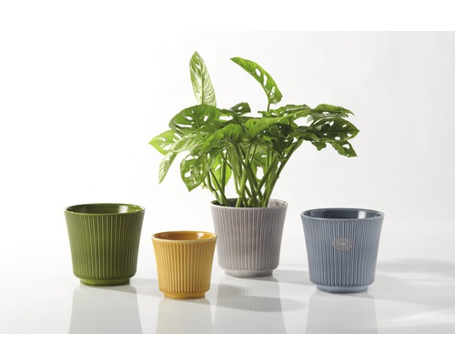 Verschiedenfarbige Blumentöpfe aus Keramik mit gerippter Textur und Zimmerpflanze