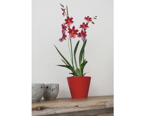 Orchidee im roten Topf auf einem Holztisch