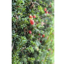 Nahaufnahme einer Eibenhecke mit roten Beeren.