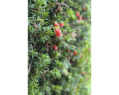 Nahaufnahme einer Eibenhecke mit roten Beeren.