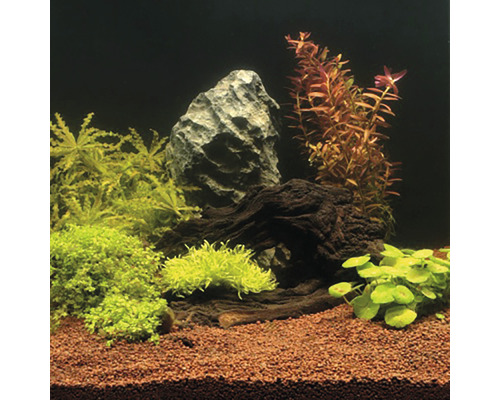Aquariendekoration mit Steinen, Wurzelholz und verschiedenen Pflanzen