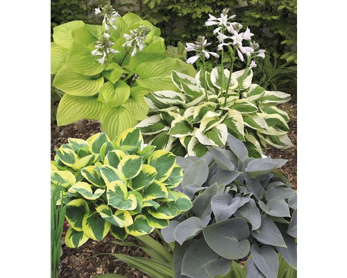 Verschiedene Funkien im Gartenbeet.