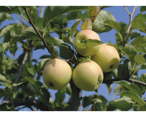 Bio Winterapfel FloraSelf Bio Malus domestica 'Golden Delicious' Stammhöhe ca. 60 cm Gesamthöhe 130-150 cm Co 7,5 L Busch