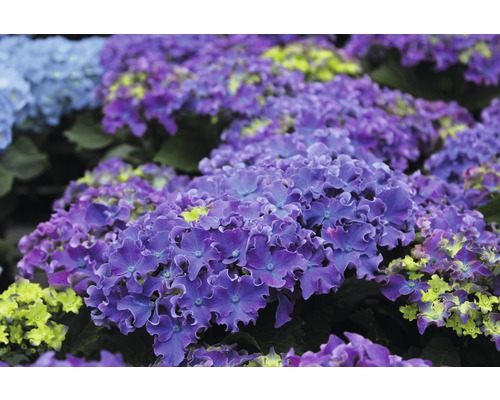 Nahaufnahme von lila Bauernhortensien im Garten.