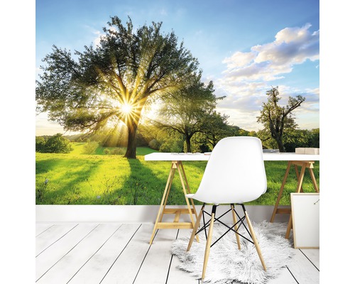 Raum mit Fototapete mit Baum und Sonnenstrahlen
