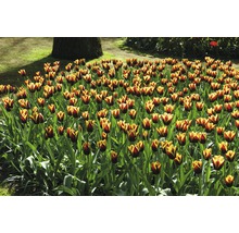 Feld mit Tulpen im Garten