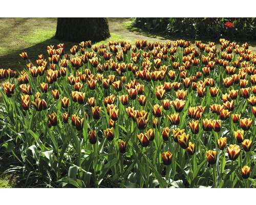 Feld mit Tulpen im Garten