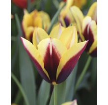 Gelb-weinrote Tulpe im Detail