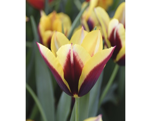 Gelb-weinrote Tulpe im Detail