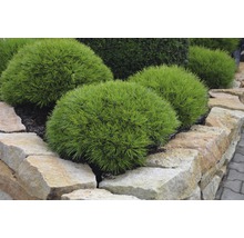 Zwerg-Schwarzkiefer Botanico Pinus nigra 'Marie Bregeon' H 40-50 cm Co 10 L