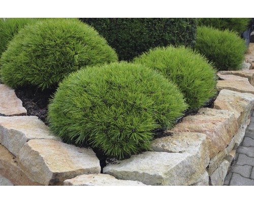 Kiefer als Kugelform im Gartenbeet mit Natursteinmauer