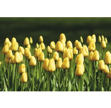 Feld mit gelben Tulpen
