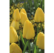 Gelbe Tulpen im Gartenbeet