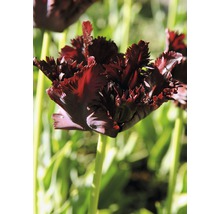 Dunkle Tulpe mit gefransten Blütenblättern im Garten