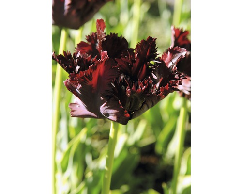 Dunkle Tulpe mit gefransten Blütenblättern im Garten