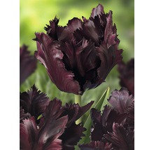 Nahaufnahme einer einzelnen dunklen Tulpe mit gefransten Blütenblättern