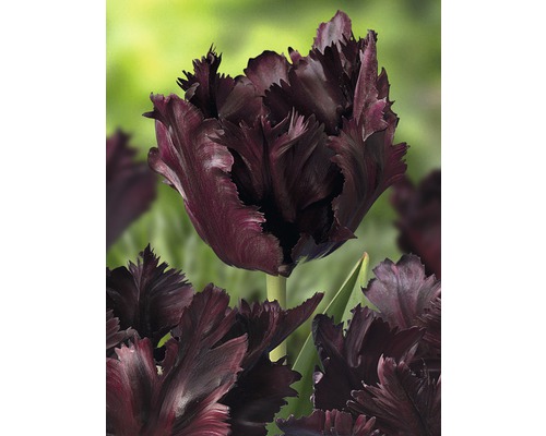 Nahaufnahme einer einzelnen dunklen Tulpe mit gefransten Blütenblättern