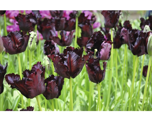 Nahaufnahme von schwarzen Papageientulpen im Garten