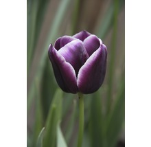 Nahaufnahme einer lila Tulpe