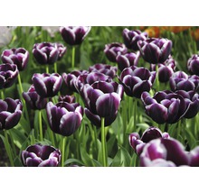 Nahaufnahme von dunkelvioletten Tulpen im Gartenbeet