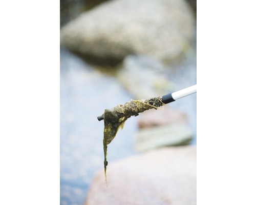 Algen werden mit einer Greifzange aus dem Wasser entfernt