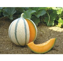 Eine aufgeschnittene Cantaloupe Melone liegt auf der Erde.